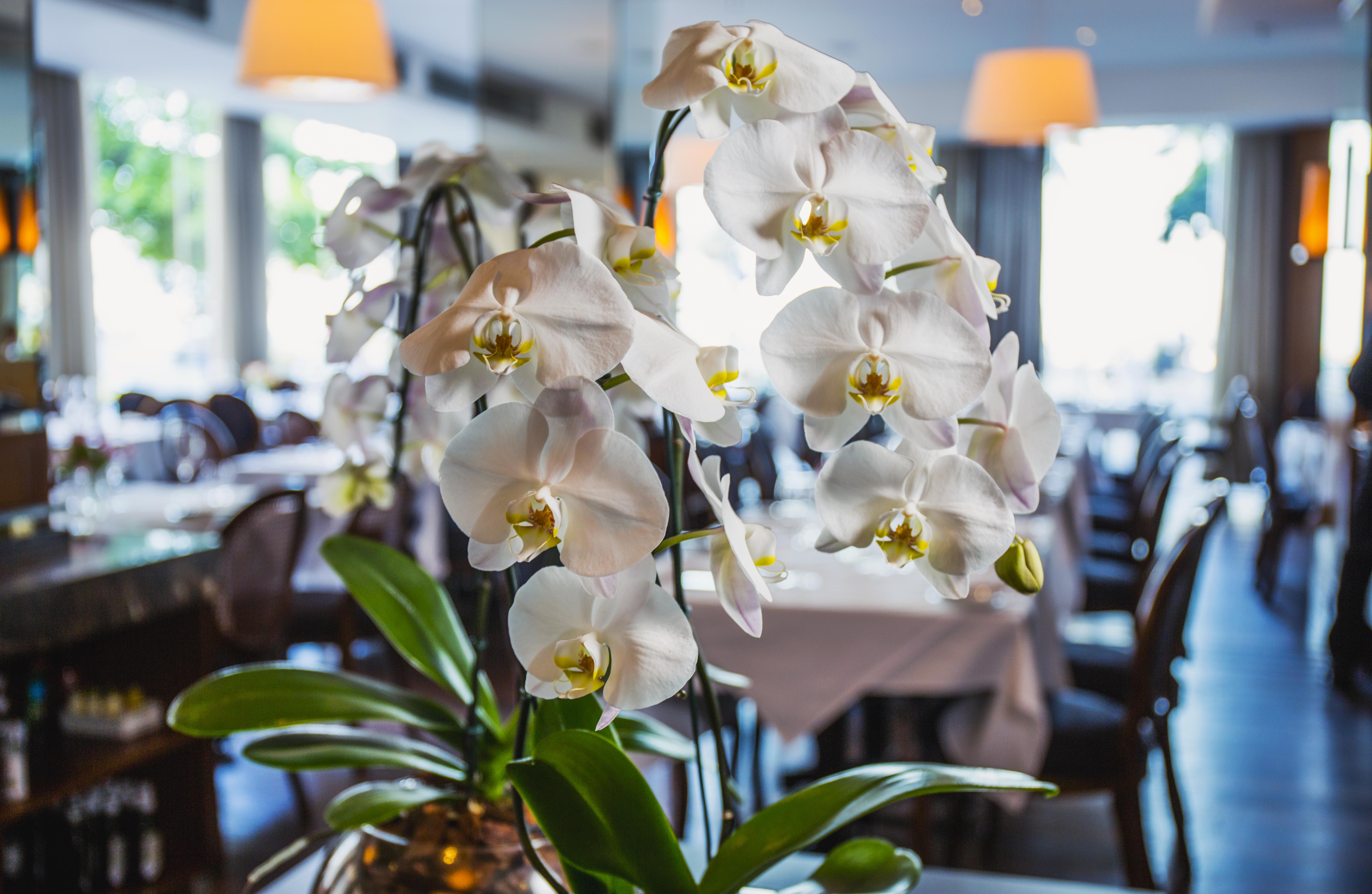 فندق ميرامار باي وندسور ريو دي جانيرو المظهر الخارجي الصورة The interior of the restaurant